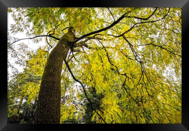 A mature black walnut tree Framed Print by Joy Walker