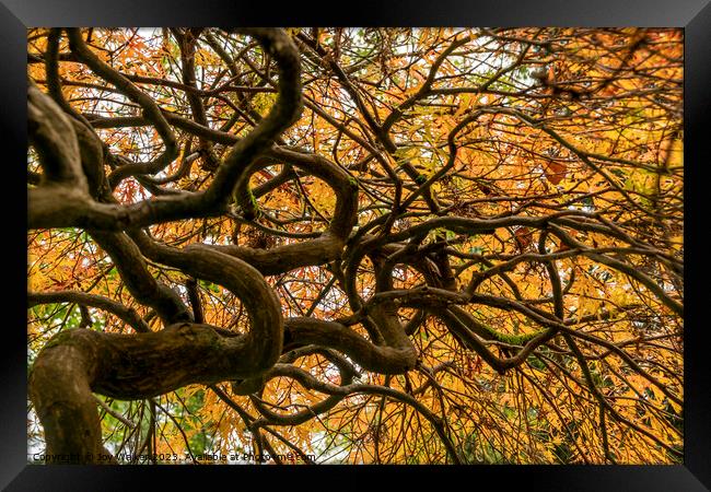 An acer tree,looking up into the canopy  Framed Print by Joy Walker