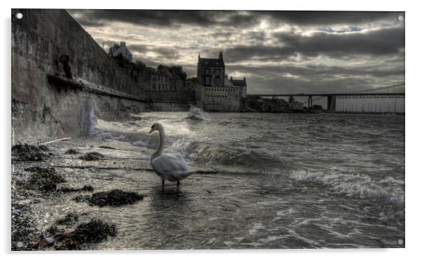 The Swan Acrylic by John Hulland