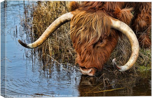 Thirsty Highland Cow Canvas Print by Alan Payton