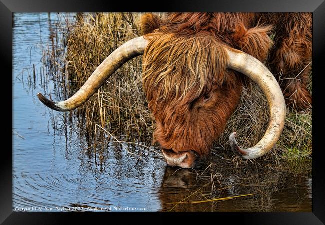 Thirsty Highland Cow Framed Print by Alan Payton