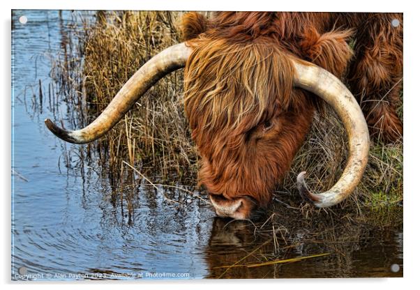 Thirsty Highland Cow Acrylic by Alan Payton