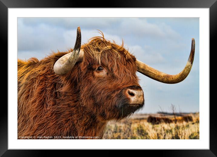 I've got my eye on you - Highland Cow Framed Mounted Print by Alan Payton