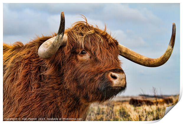 I've got my eye on you - Highland Cow Print by Alan Payton