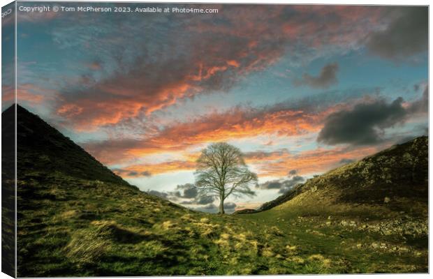 Sycamore Gap Tree Sunset Canvas Print by Tom McPherson