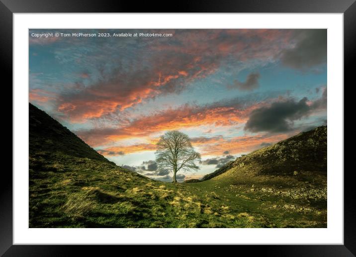 Sycamore Gap Tree Sunset Framed Mounted Print by Tom McPherson