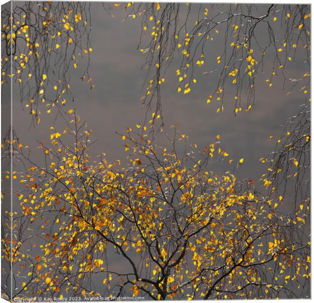 Autumn birch  Canvas Print by Kay Roxby