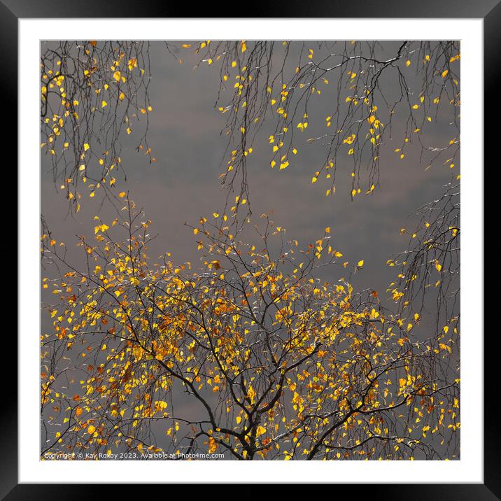 Autumn birch  Framed Mounted Print by Kay Roxby