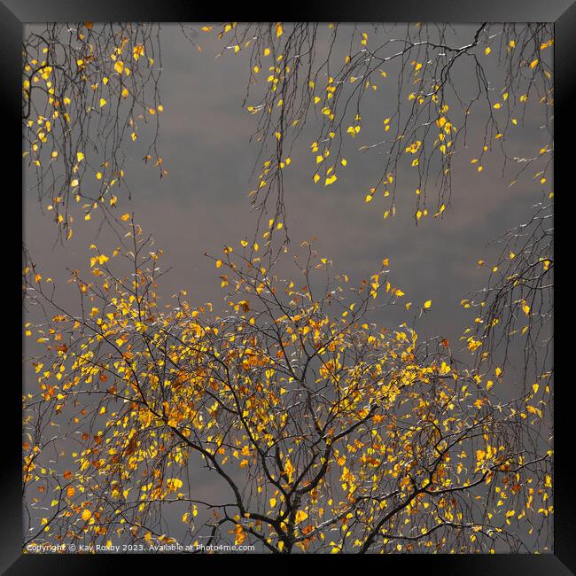 Autumn birch  Framed Print by Kay Roxby