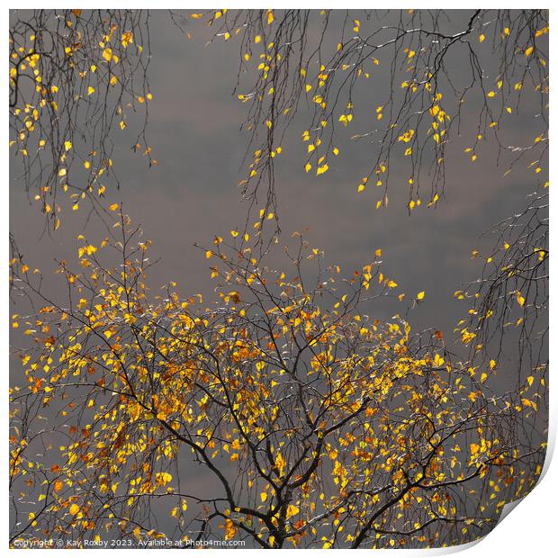 Autumn birch  Print by Kay Roxby