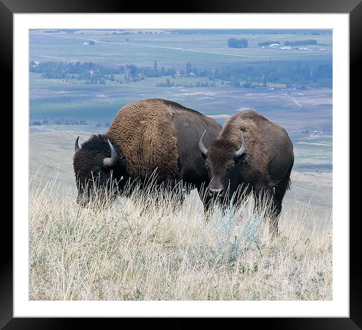 Bison Framed Mounted Print by Larry Stolle