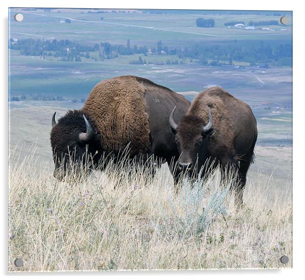 Bison Acrylic by Larry Stolle