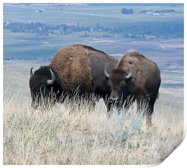 Bison Print by Larry Stolle