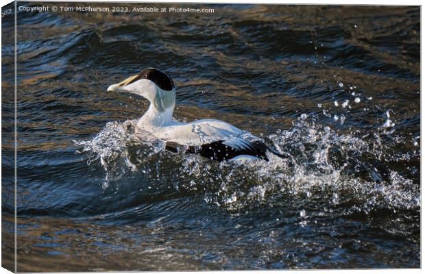 A bird swimming in water next to a body of water Canvas Print by Tom McPherson