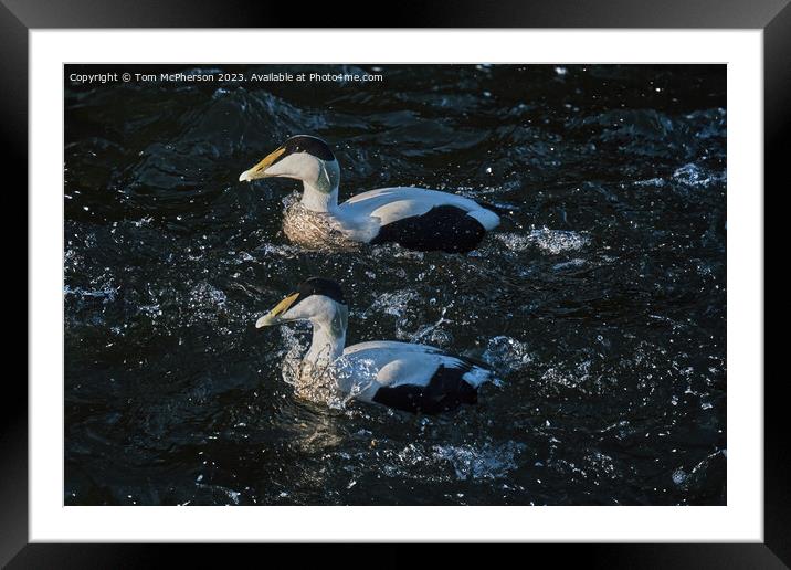 The Common Eider Framed Mounted Print by Tom McPherson