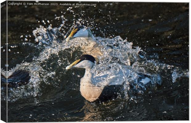 The common eider Canvas Print by Tom McPherson
