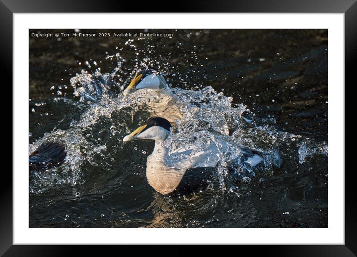 The common eider Framed Mounted Print by Tom McPherson