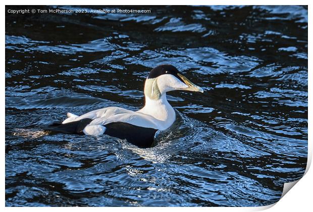 The Common Eider Print by Tom McPherson