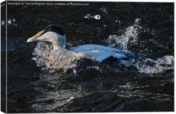 The Common Eider Canvas Print by Tom McPherson