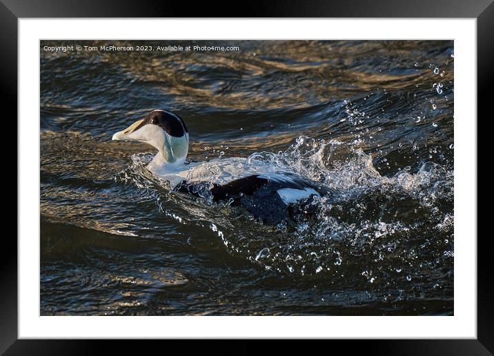 The common eider Framed Mounted Print by Tom McPherson