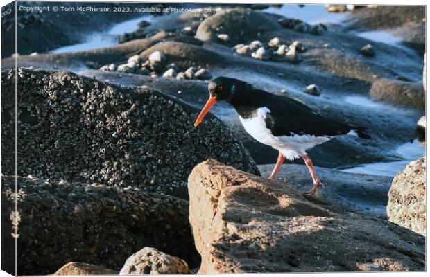 Oystercatcher Canvas Print by Tom McPherson