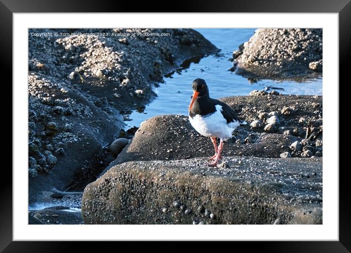 The oystercatcher Framed Mounted Print by Tom McPherson