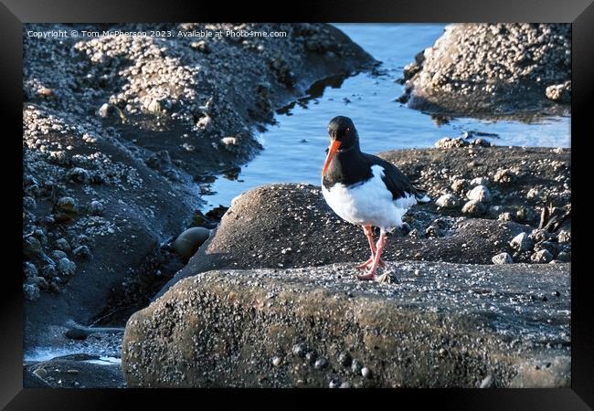 The oystercatcher Framed Print by Tom McPherson