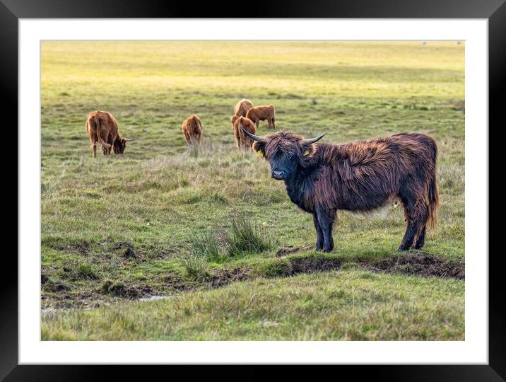 Highland Cattle Framed Mounted Print by kathy white