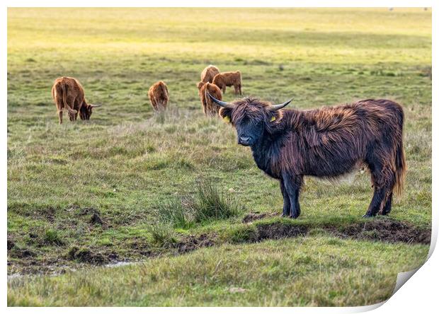 Highland Cattle Print by kathy white