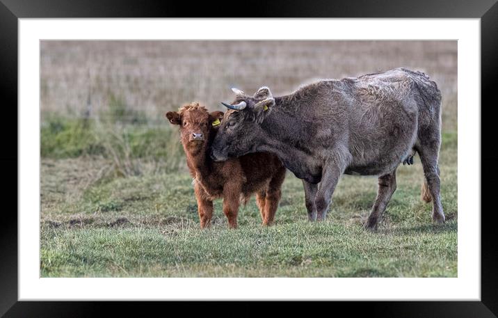 Highland cow, Highland Cattle, baby highland cow Framed Mounted Print by kathy white