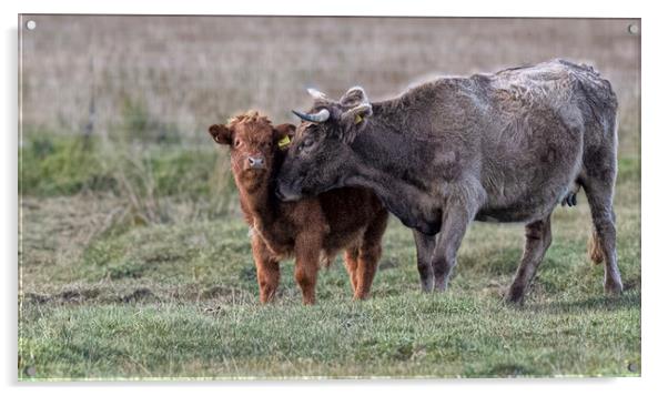 Highland cow, Highland Cattle, baby highland cow Acrylic by kathy white