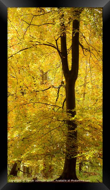 Golden Leaves Framed Print by Simon Johnson