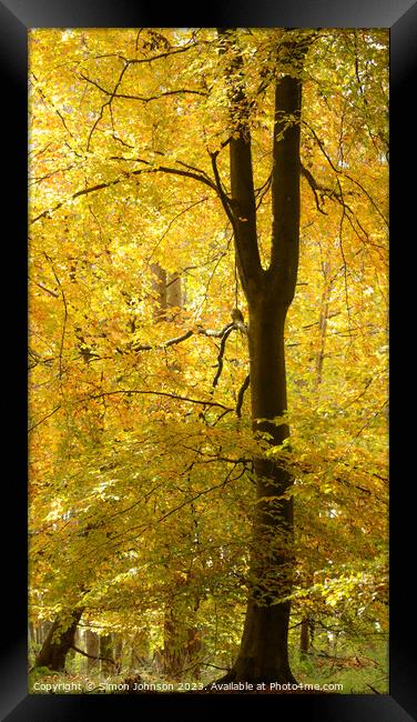 Golden autumn leaves Framed Print by Simon Johnson