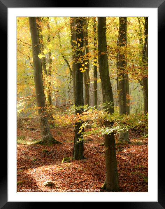 sunlit autumn woodland Framed Mounted Print by Simon Johnson