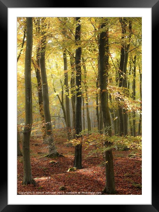 sunlit autumn woodland Framed Mounted Print by Simon Johnson