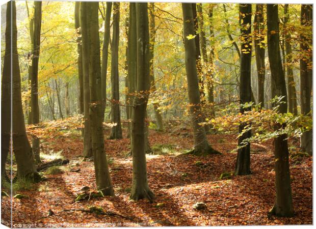 sunlit autumn woodland Canvas Print by Simon Johnson