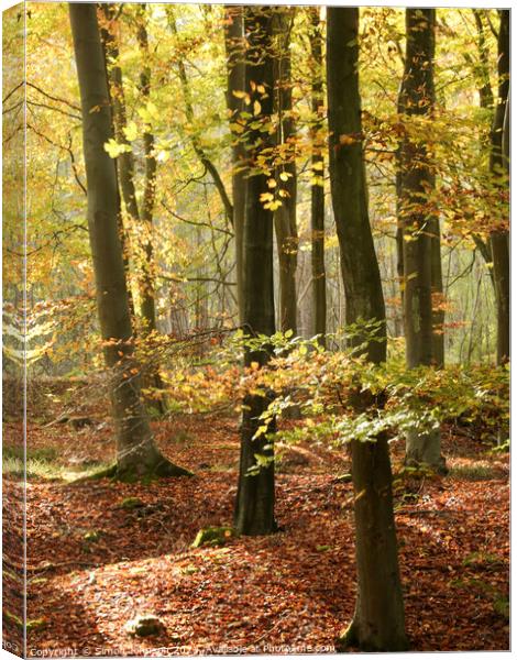 sunlit  beech woodland in autumn Canvas Print by Simon Johnson