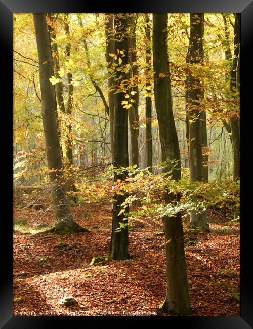 sunlit  beech woodland in autumn Framed Print by Simon Johnson