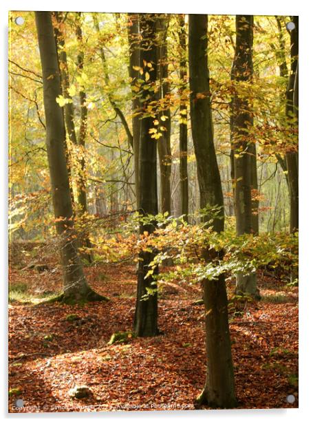 sunlit  beech woodland in autumn Acrylic by Simon Johnson