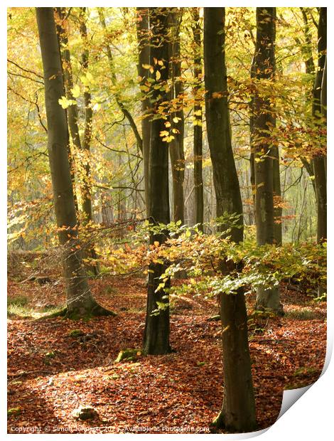 sunlit  beech woodland in autumn Print by Simon Johnson
