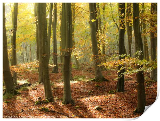 sunlit autumn woodland Print by Simon Johnson