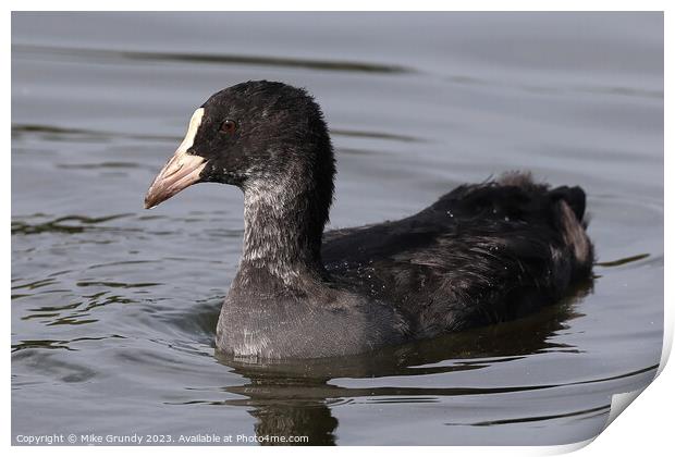 Coot Print by Mike Grundy