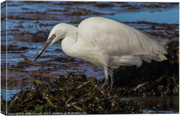 Egret feeding on foreshore Canvas Print by Mike Grundy