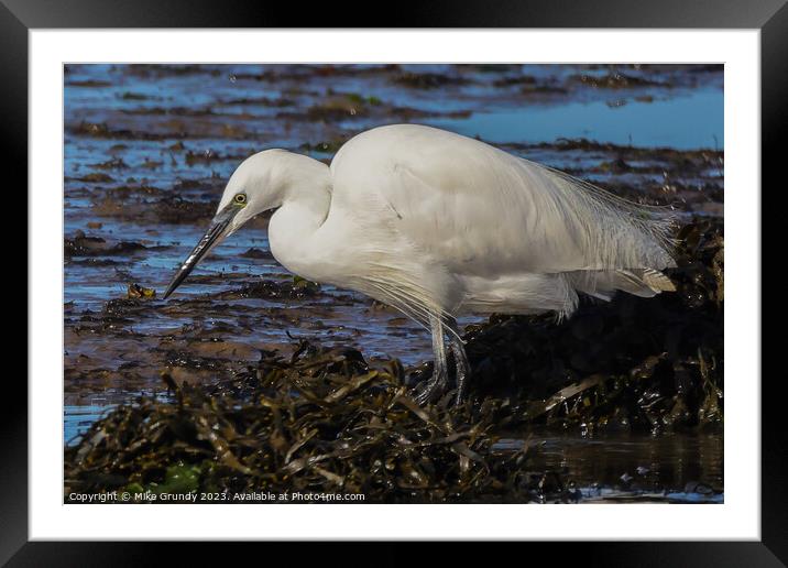 Egret feeding on foreshore Framed Mounted Print by Mike Grundy