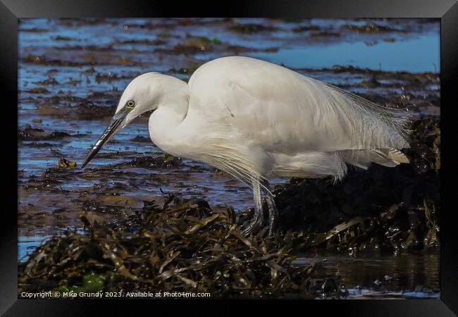 Egret feeding on foreshore Framed Print by Mike Grundy