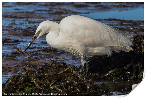 Egret feeding on foreshore Print by Mike Grundy