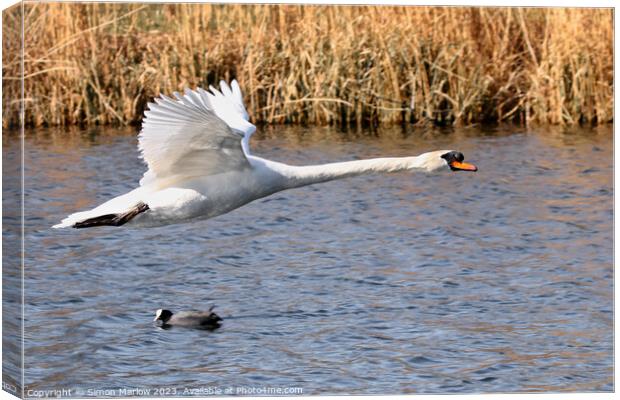 Mute Swan flyby over a lake Canvas Print by Simon Marlow