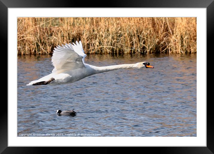 Mute Swan flyby over a lake Framed Mounted Print by Simon Marlow