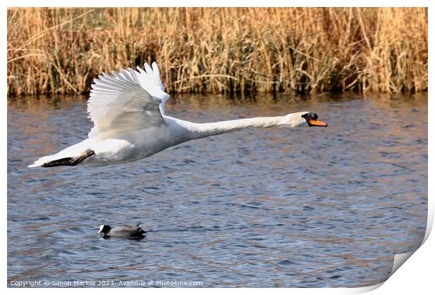 Mute Swan flyby over a lake Print by Simon Marlow