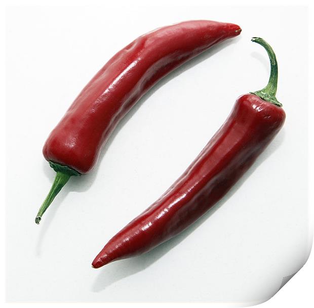 chilli peppers Print by david harding